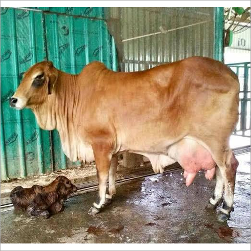 Brown Indian Sahiwal Cow