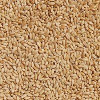 Sharbati Wheat