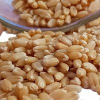 Sharbati Wheat