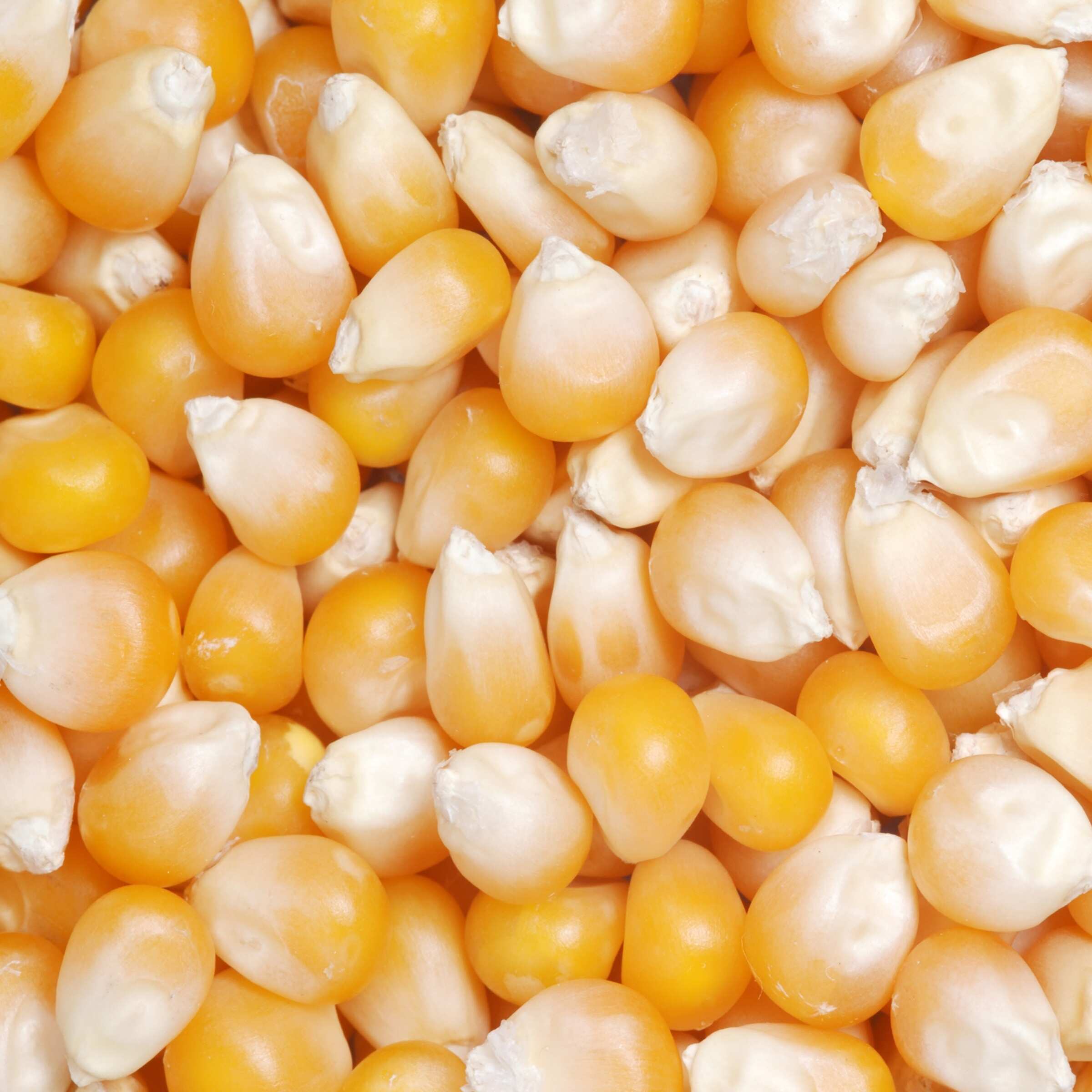 Yellow Corn