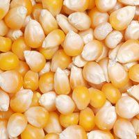 Yellow Corn