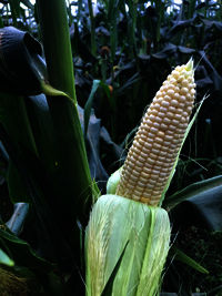 White Corn