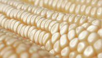 White Maize