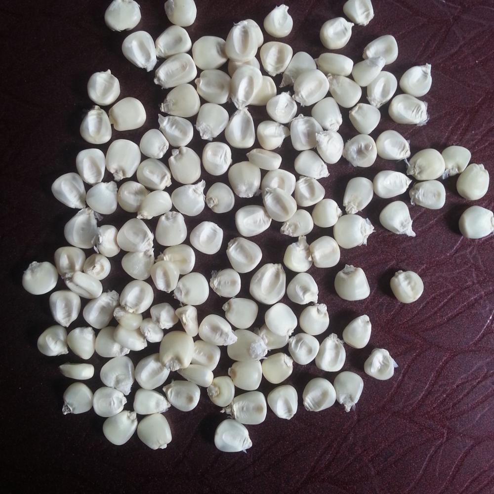 White Maize