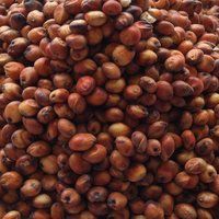 Red Sorghum