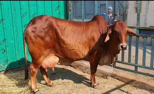 Brown Top Quality Sahiwal Cow Supplier