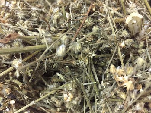 Dried Little ironweed for Sale By INCOMMERCE CO., LTD.