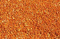 Red Millet