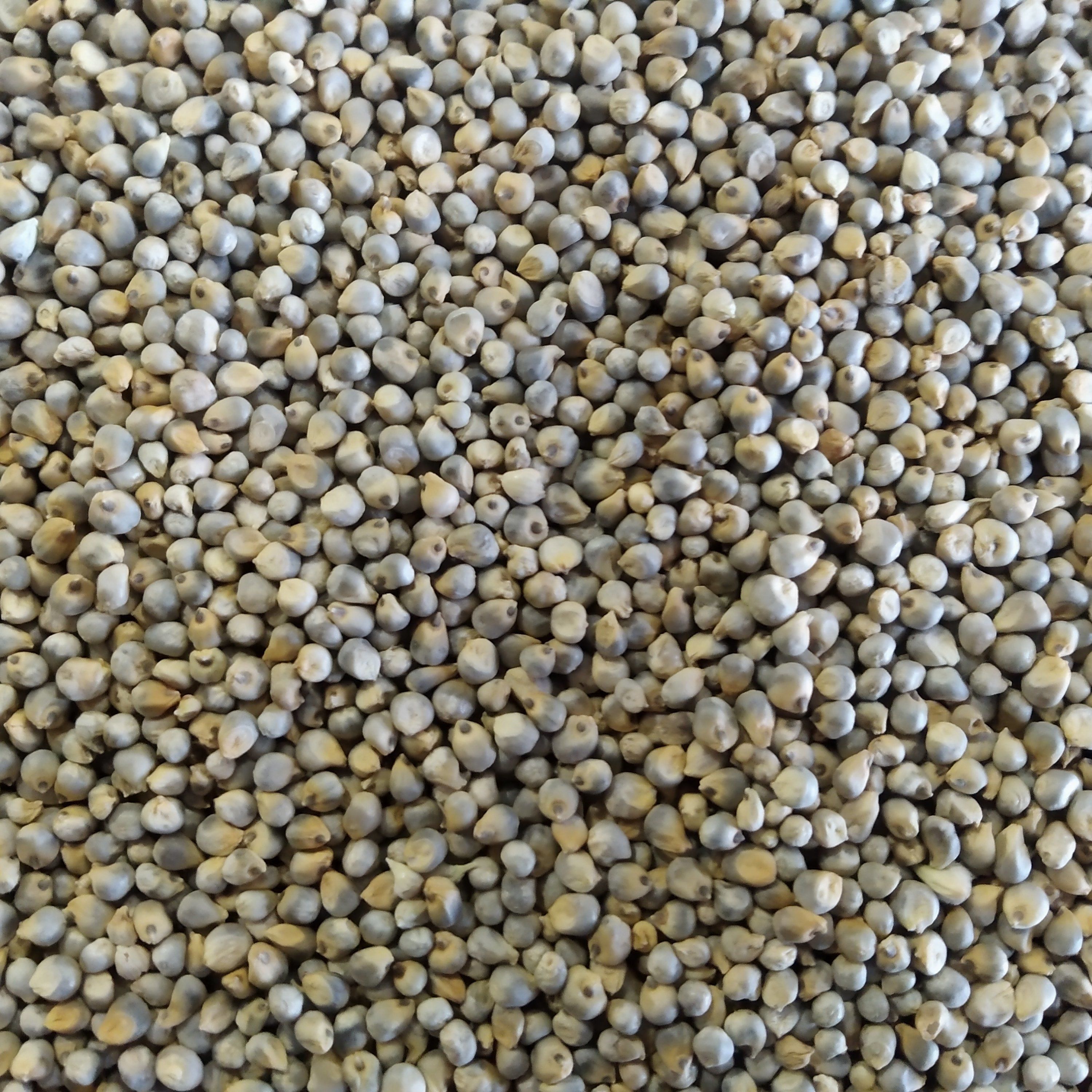 Grey Millet