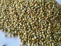 Green Millet