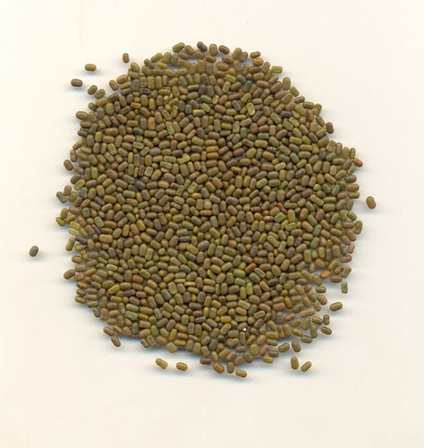 Sesbania Seed