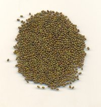 Sesbania Seed