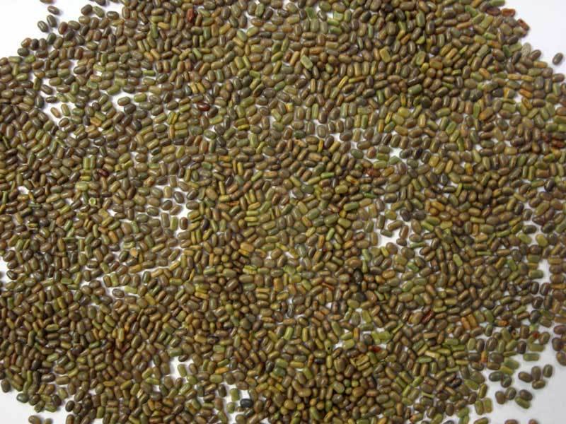 Sesbania Seed