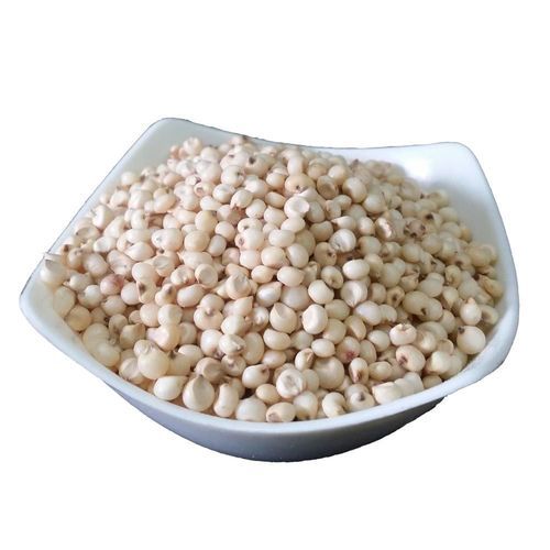 Snow-White Sorghum