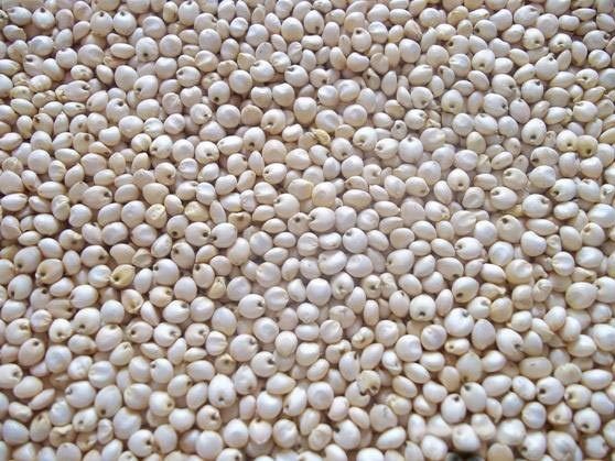 Snow-White Sorghum