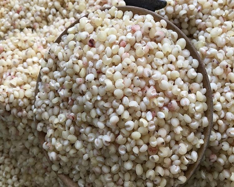 Snow-White Sorghum