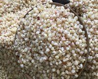 Snow-White Sorghum