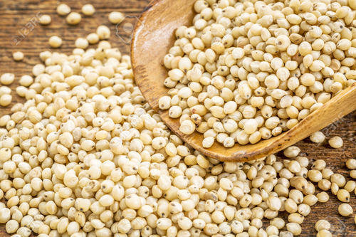 Creamy White Sorghum