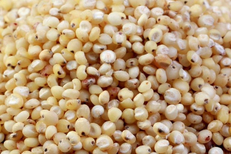 Creamy White Sorghum