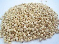 Creamy White Sorghum