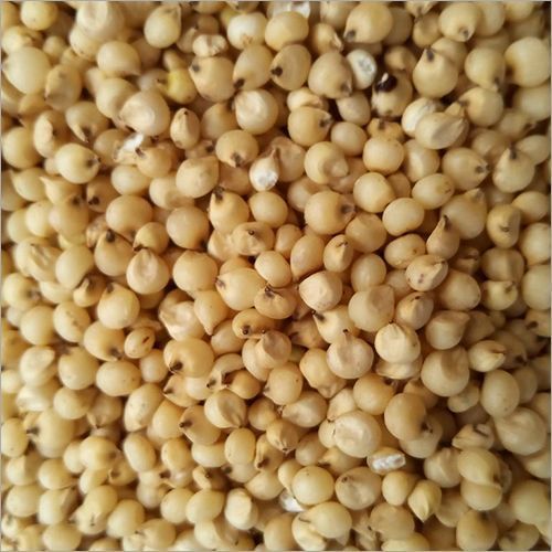 Yellow  Ch 5 Sorghum