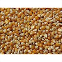Maize For Cattle Poultry Fish Feed