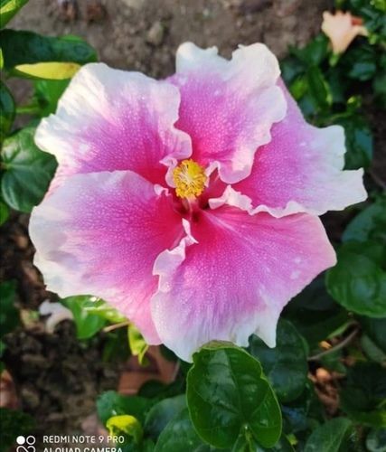 Hibiscus plant