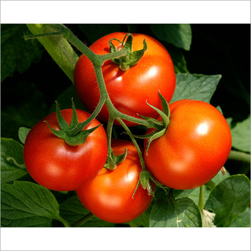 Fresh Red Tomato