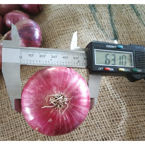 Fresh Onion
