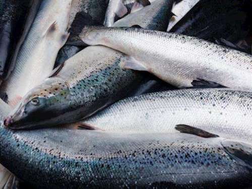 Fresh And Frozen Atlantic Salmon Fish Packaging: Barrel
