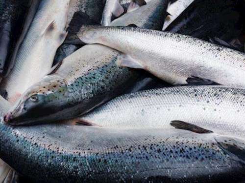 Fresh and Frozen Atlantic Salmon Fish