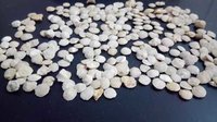 High Quality smooth round Lime Stone Natural Gravels and Chips for aquarium