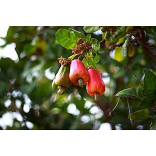 Harvest Cashew Nut