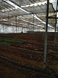 ताजा सब्जियां