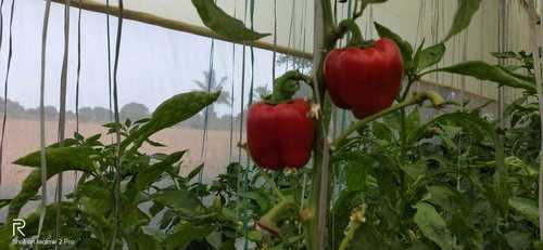 Colour Capsicum or Bell Peppper By FRESH AGRO
