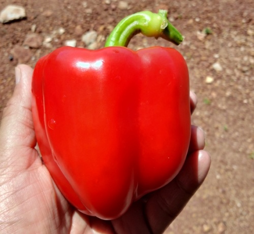 Colour Capsicum or Bell Peppper International