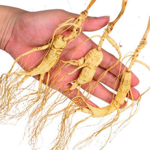 Wild Mountain Ginseng Wild Ginseng Root