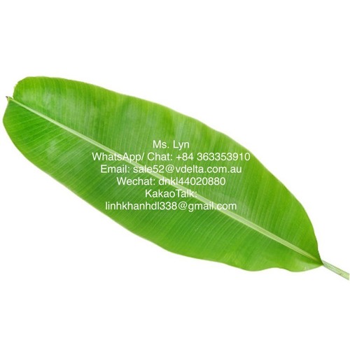 Fresh/ Dried Banana leaf By VIET DELTA INDUSTRIAL CO,.LTD