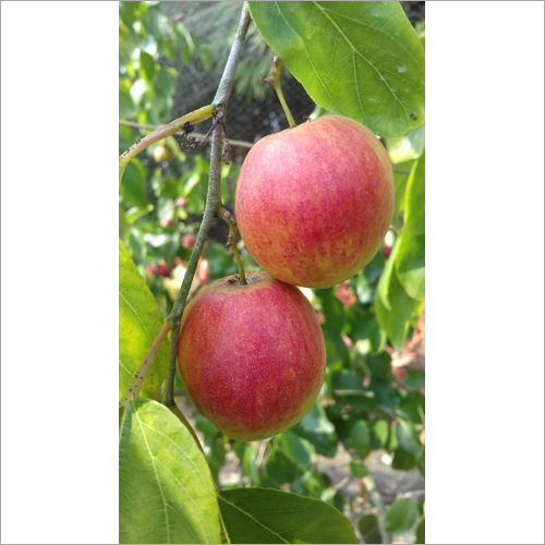 Red Apple Ber Plant