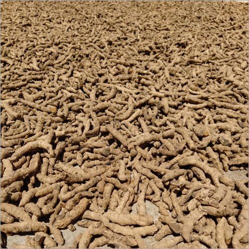 Organic Turmeric Finger