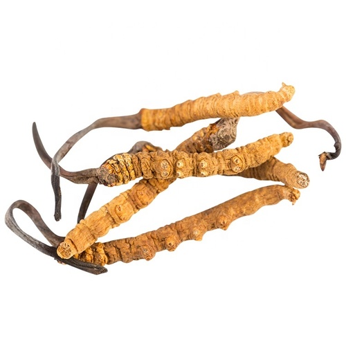 High Quality Dong Chong Xia Cao Aweto Price Cordyceps Sinensis