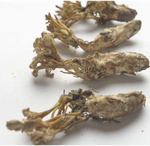 Add To Compareshare Jin Chan Hua Chinese Rare Herbal Medicine Dried Cordyceps Cicadae