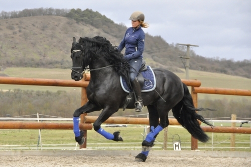 Friesian Gelding Horse By GIMPEX INTERNATIONAL LIMITED
