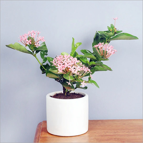 Ixora Outdoor Plants Shelf Life: Not Applicable Months