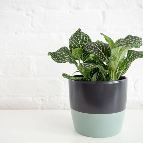 Fittonia Green Indoor Plants - Custom Size Options Available | Vibrant Green Foliage, Ideal for Indoor Spaces