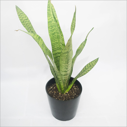 Sansevieria Zeylanica Indoor Plants Shelf Life: Not Applicable Months