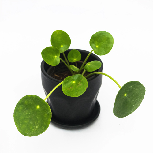 Chinese Money Plant Shelf Life: Not Applicable Months