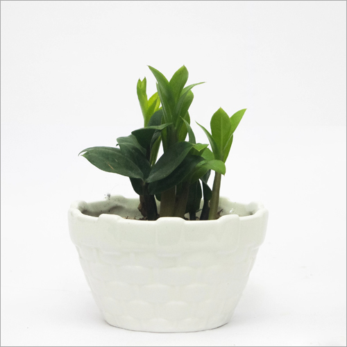 Zz Dwarf Plant Shelf Life: Not Applicable Months