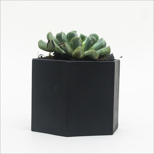 Echeveria Topsy Turvy Plant Shelf Life: Not Applicable Months