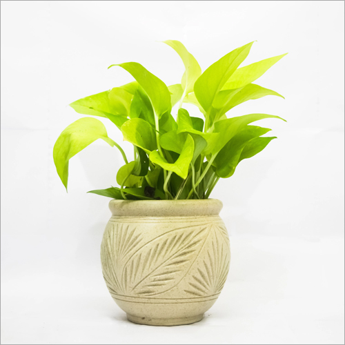 Money Golden Plant Shelf Life: Not Applicable Months